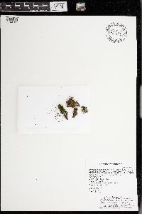 Physcia millegrana image