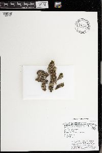 Phaeophyscia ciliata image