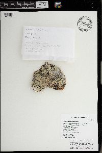 Parmelia squarrosa image