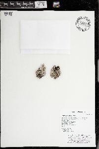 Parmelia sulcata image