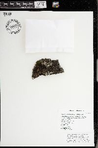 Physcia aipolia image