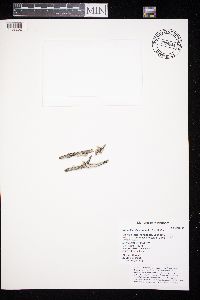 Ramalina dilacerata image