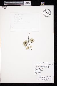 Ramalina americana image