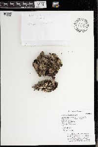 Peltigera elisabethae image