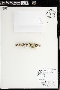 Hypogymnia physodes image