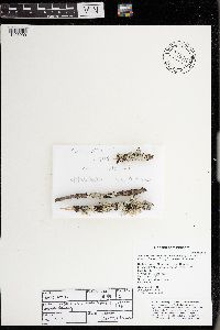 Melanohalea septentrionalis image