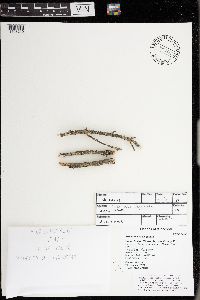 Melanohalea elegantula image