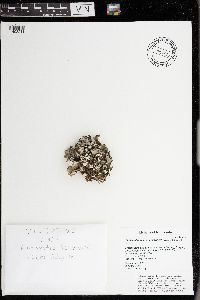 Platismatia tuckermanii image