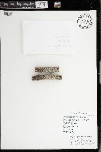 Myelochroa galbina image