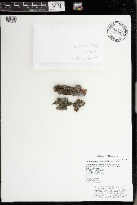 Leptogium cyanescens image