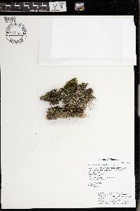 Cladonia coniocraea image