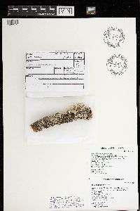 Ramalina americana image
