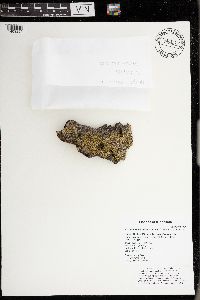 Candelariella efflorescens image