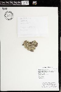 Hypogymnia physodes image