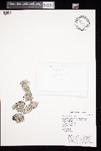 Parmelia sulcata image