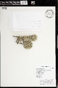 Evernia mesomorpha image