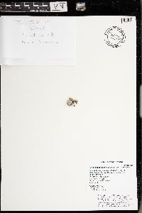 Bryoria fuscescens image