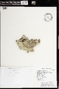 Flavoparmelia caperata image