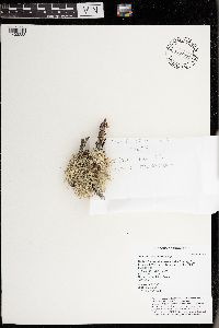 Evernia mesomorpha image