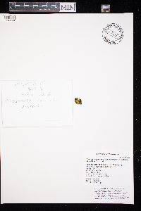 Xanthomendoza ulophyllodes image