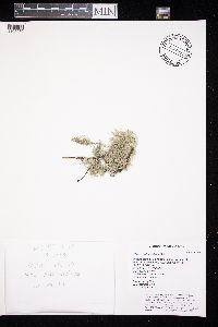 Usnea subfloridana image