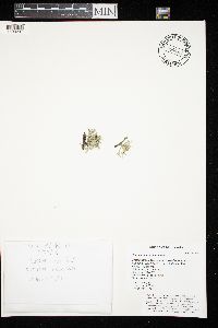 Ramalina americana image