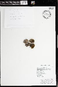 Physconia detersa image