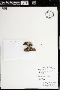 Peltigera canina image