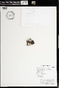 Phaeophyscia hirsuta image