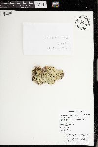 Flavoparmelia caperata image