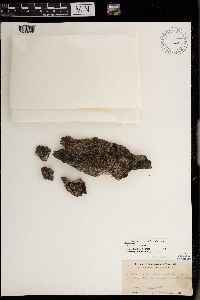 Media resource of Scytinium apalachense