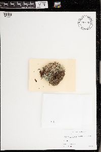 Cladonia wainioi image