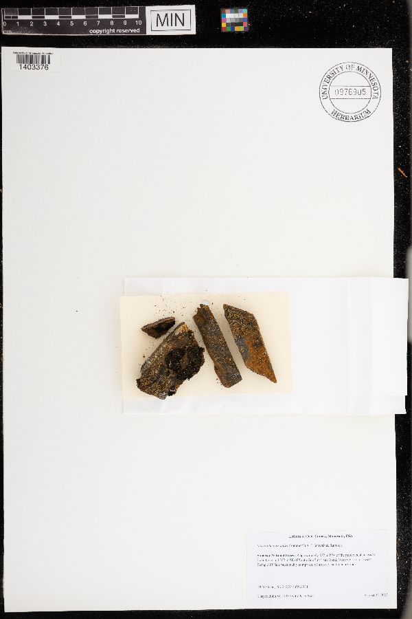 Miriquidica atrofulva image