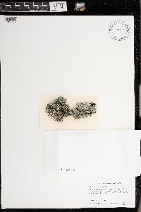 Parmotrema crinitum image