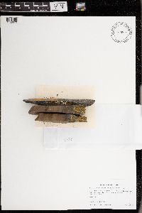 Polycauliona stellata image