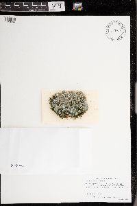 Punctelia missouriensis image