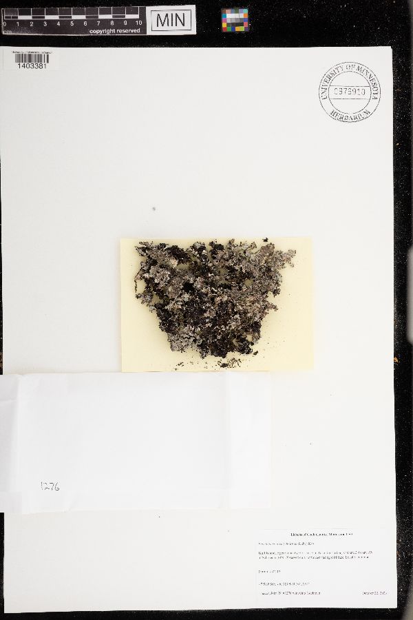 Punctelia stictica image