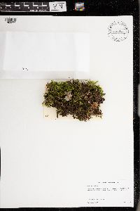 Sticta beauvoisii image