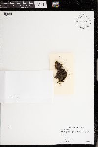 Sticta fuliginosa image