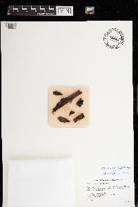 Image of Chaenothecopsis perforata