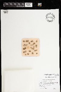 Image Associated With the Occurrence