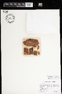 Chaenothecopsis penningtonensis image