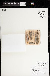 Mycocalicium albonigrum image