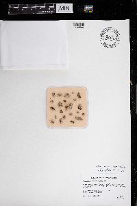 Phaeocalicium polyporaeum image