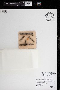 Phaeocalicium populneum image