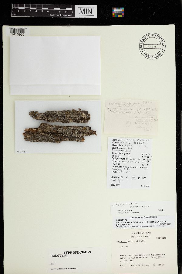 Lecanora wetmorei image