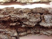 Lecanora wetmorei image