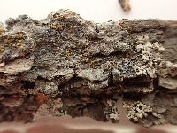 Lecanora wetmorei image