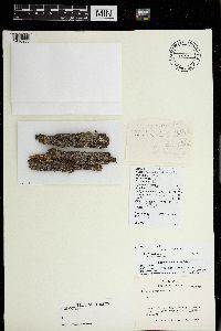 Media resource of Lecanora wetmorei