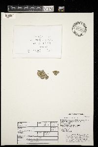 Physcia stellaris image